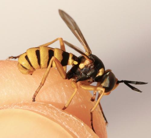 Leopoldius diadematus